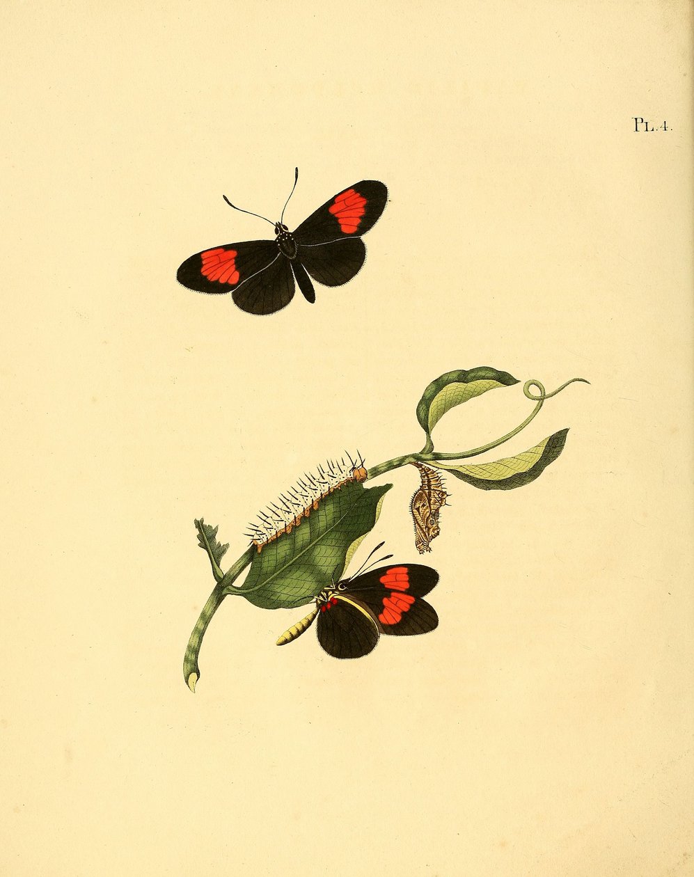 Heliconius melpomene od Jan Christiaen Sepp