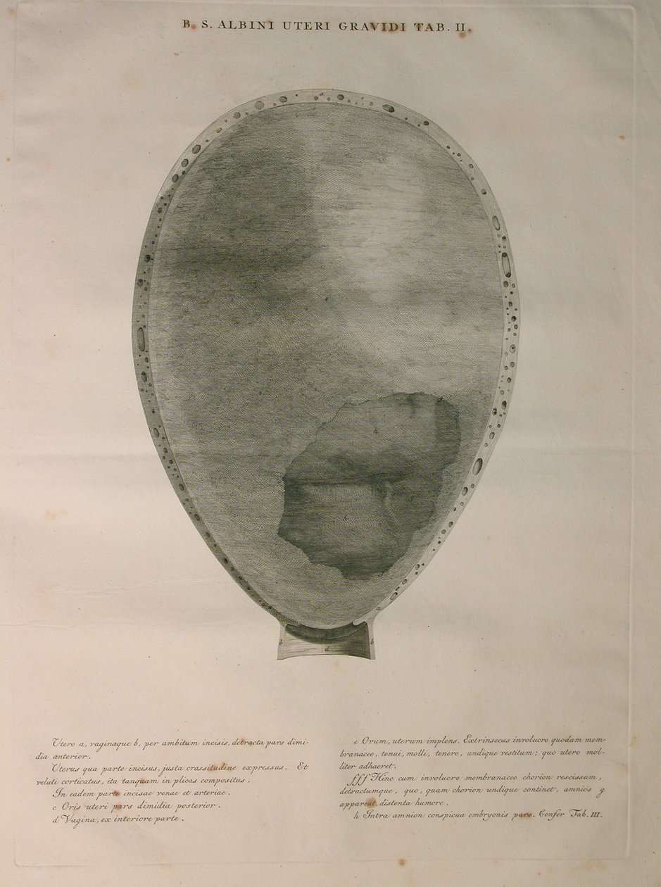 Albinus, Uterus, Pl. II, ilustrace z knihy "Tabulae ossium humanorum", autor Bernhard Siegfried Albinus (1697-1770), vydáno J.undH. Verbeek, bibliop., Leiden, 1753 od Jan Wandelaar