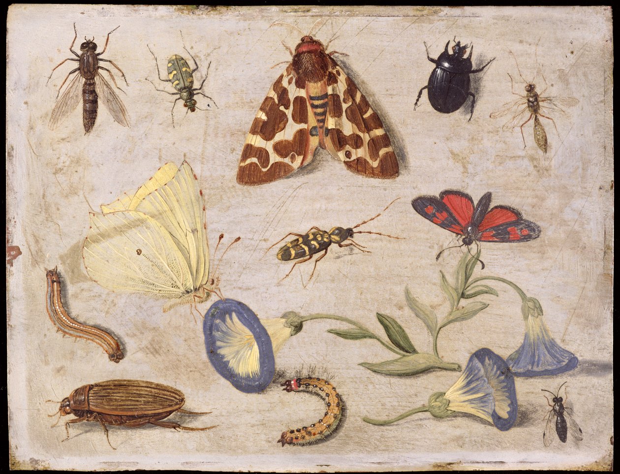Hmyz (olej na mědi) od Jan van Kessel the Elder
