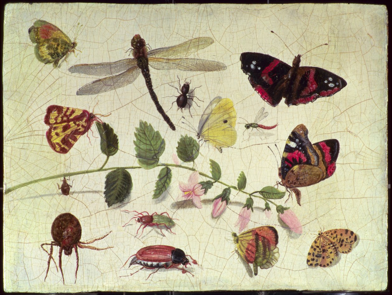 Motýli, hmyz a květiny (panel) od Jan van Kessel the Elder