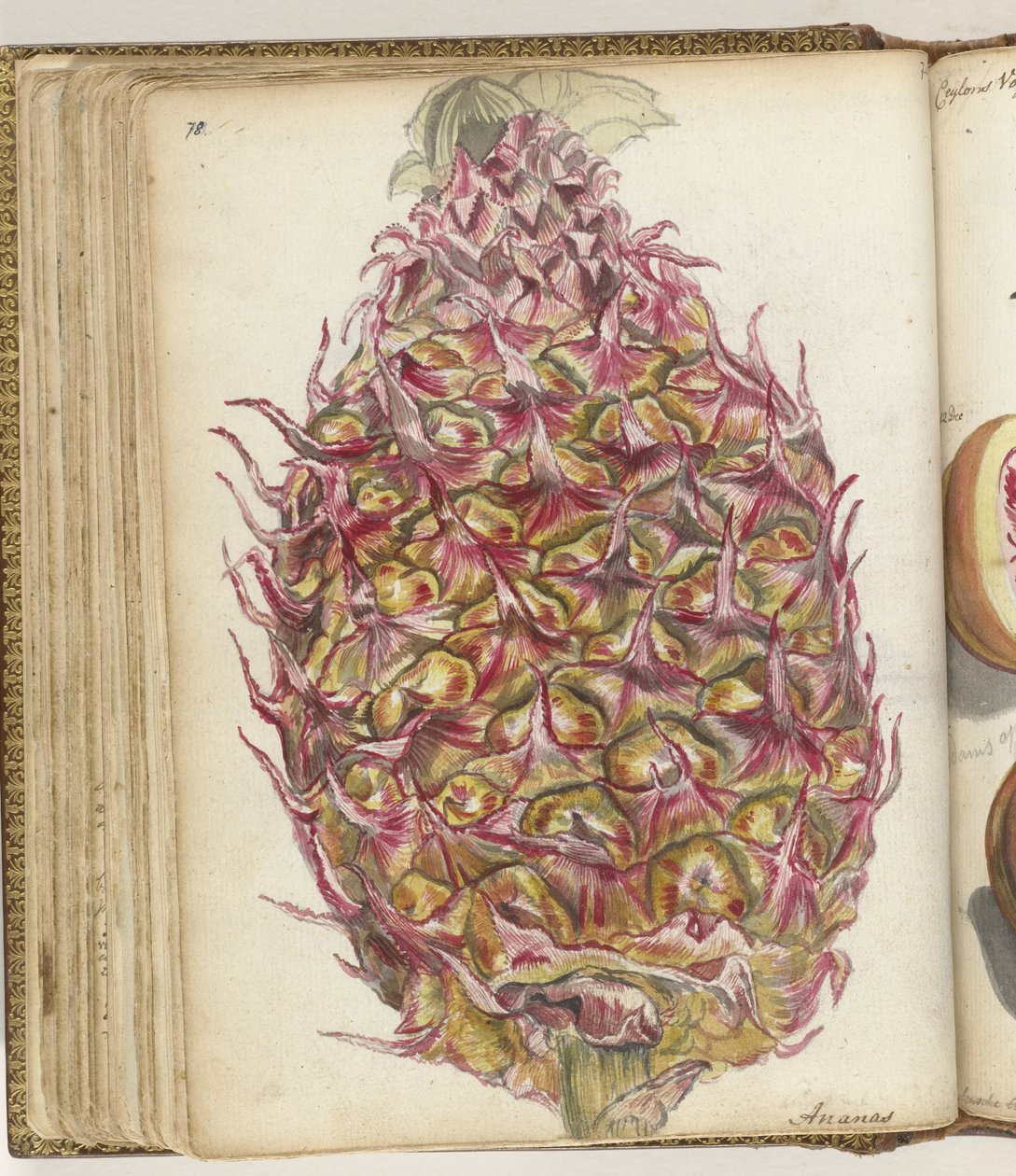 Ananas od Jan Brandes