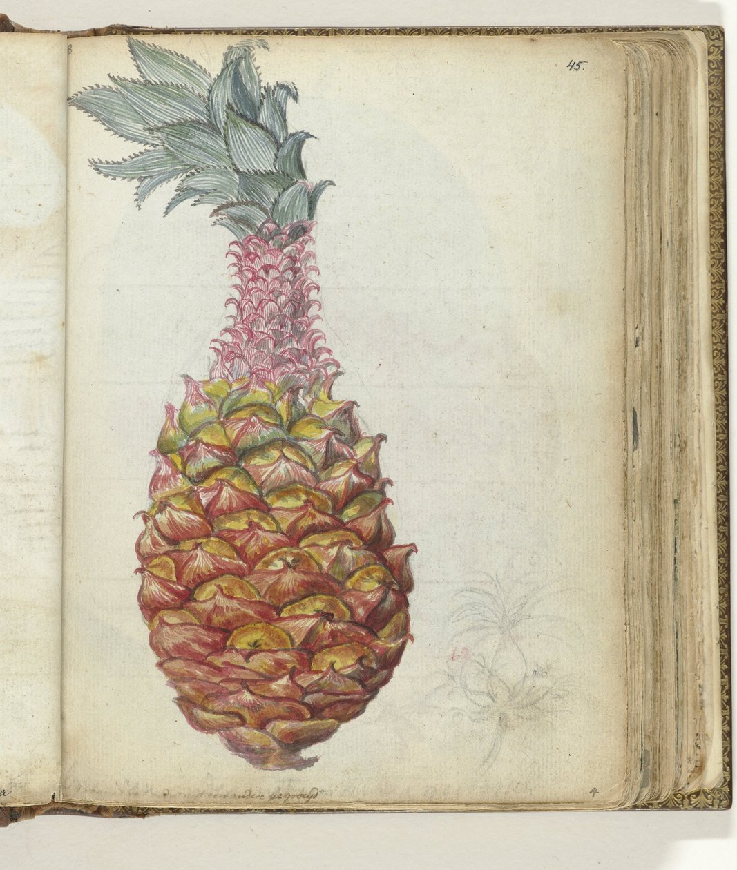 Ananas od Jan Brandes