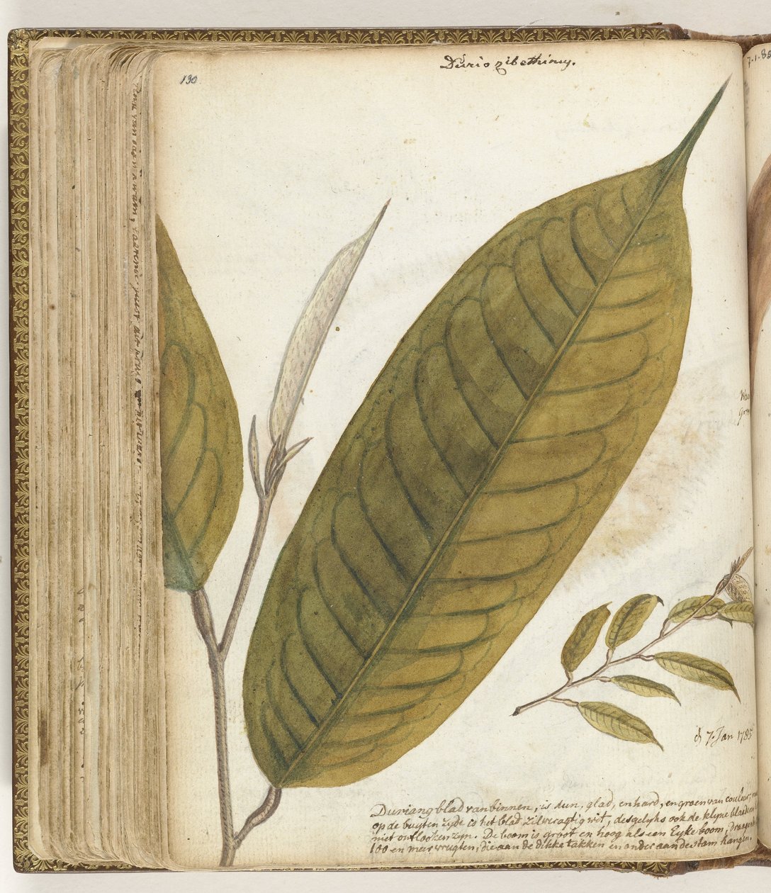 Durianblad od Jan Brandes