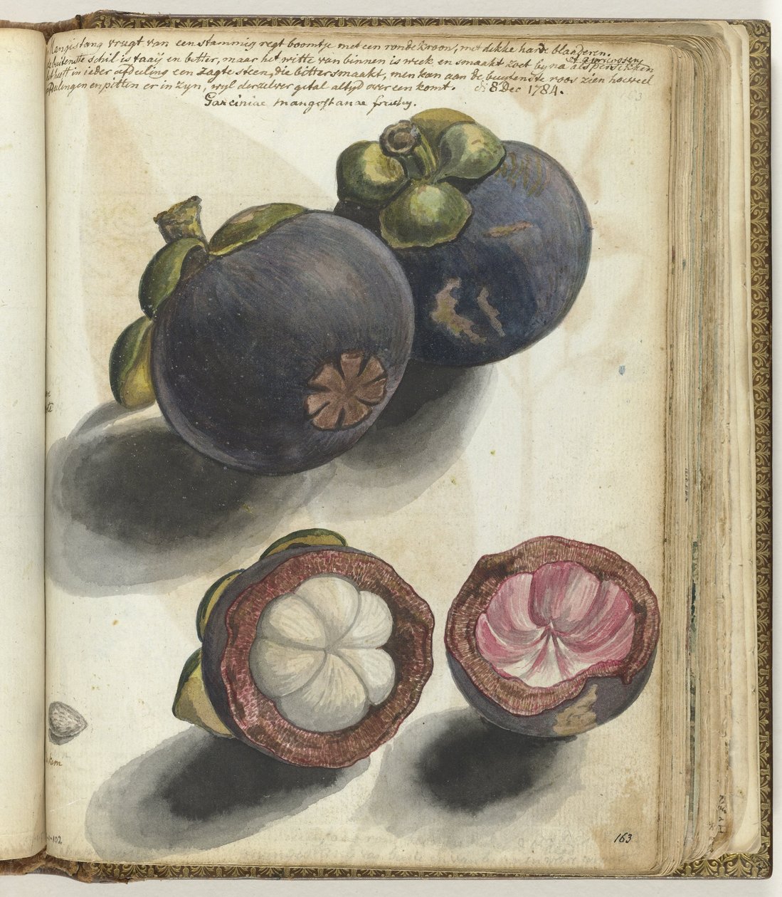 Mangostan od Jan Brandes