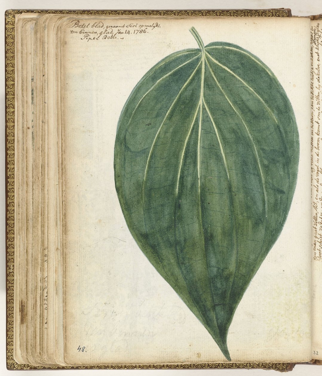 Betelblad od Jan Brandes