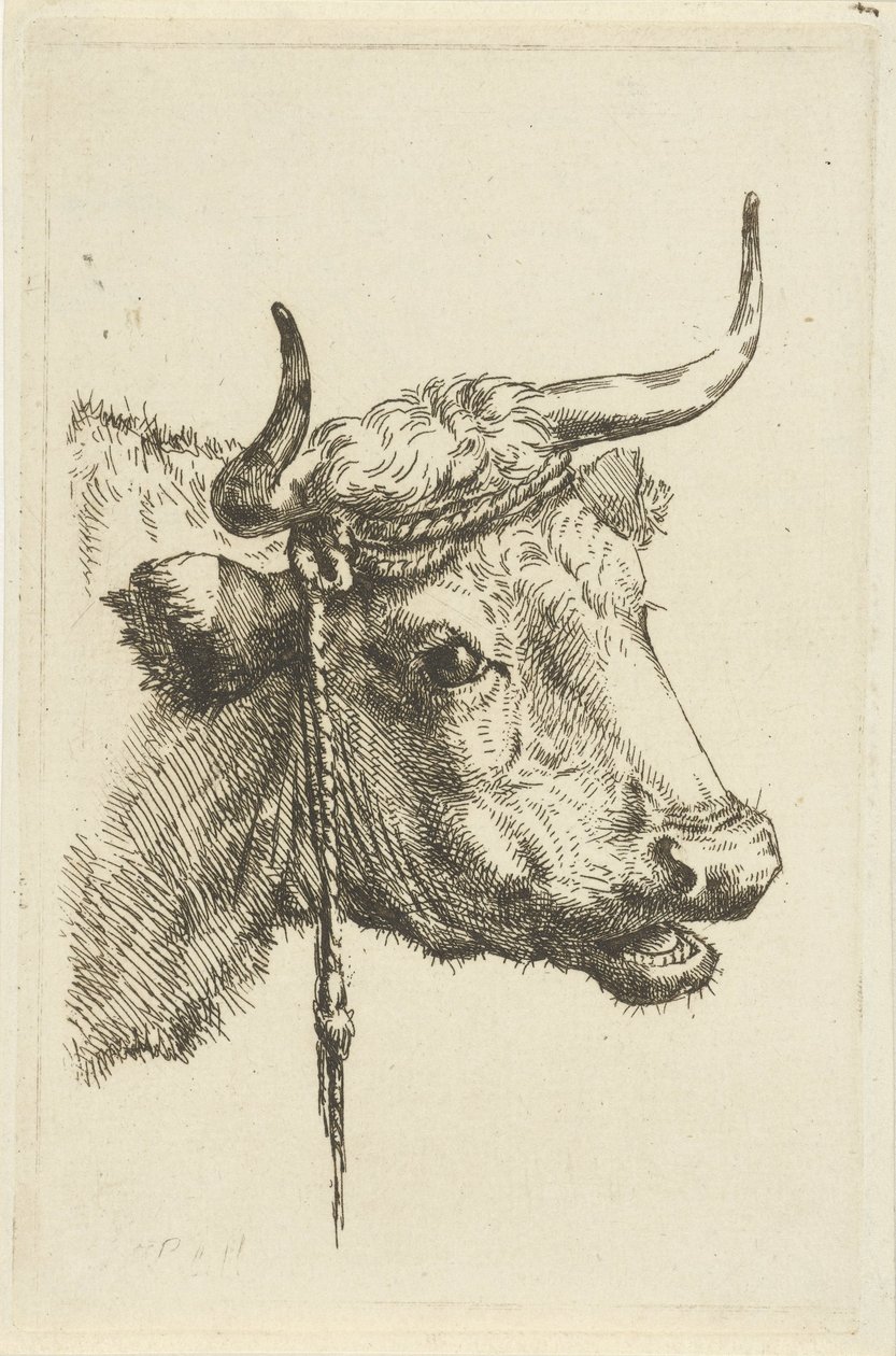 Hlava krávy od Jan Kobell (II)