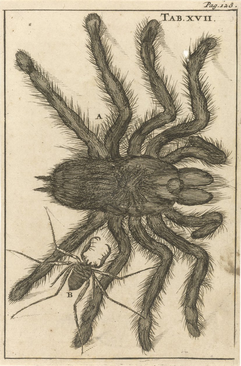 Pavouci XVIII od Jan Luyken