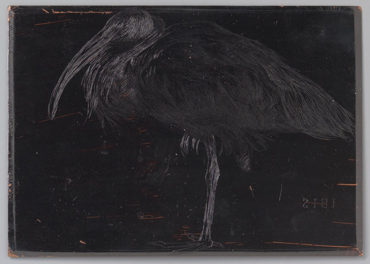 Ibis (původní název na objektu) od Jan Veth