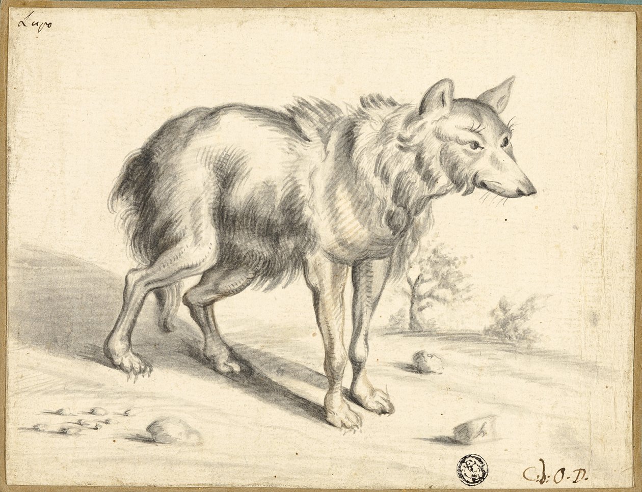 Vlk od Jan van Os
