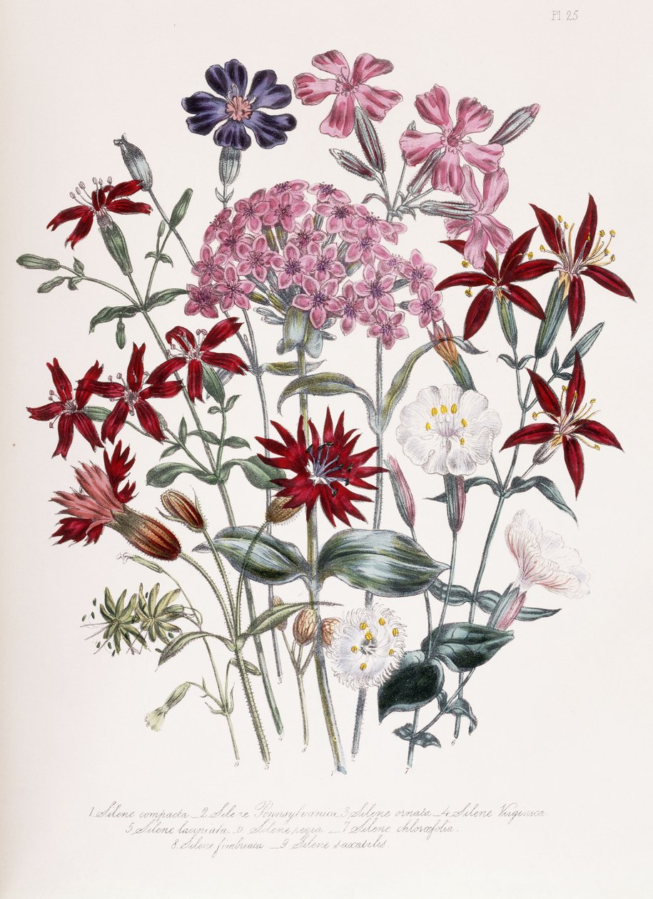 Catchfly od Jane Loudon