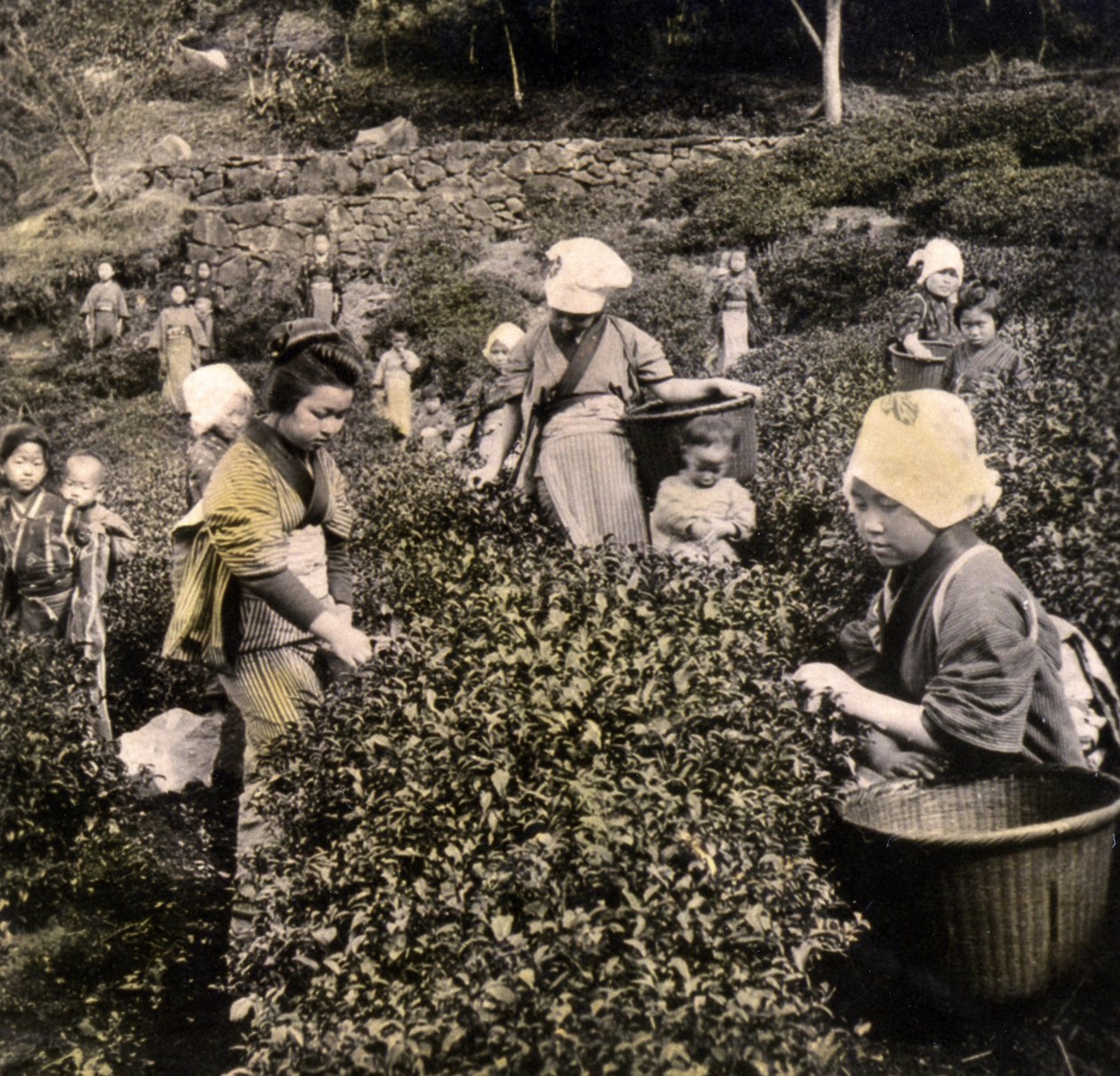 Sběr čaje v provincii Uji, kolem roku 1900 (foto alba) od Japanese Photographer