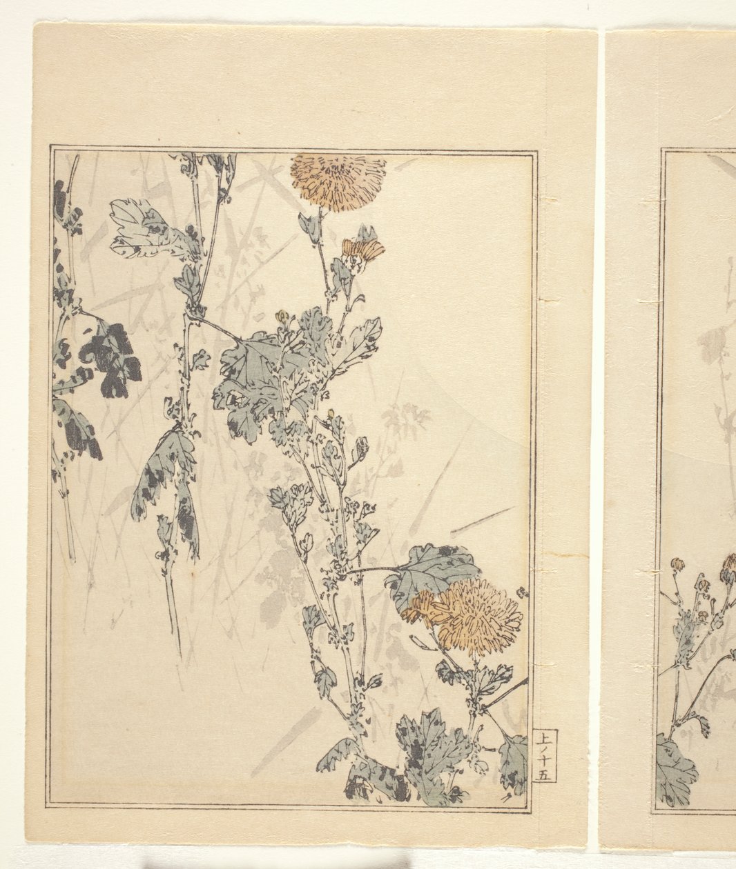 Chryzantémy (barevný dřevotisk) (viz také 374401) od Japanese School