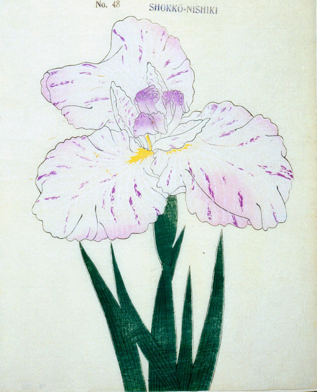 Shokko Nishiki, of. 48, 1898 od Japanese School