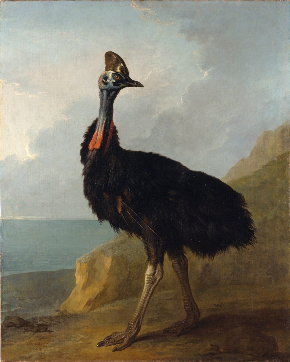 Cassowary od Jean Baptiste Oudry