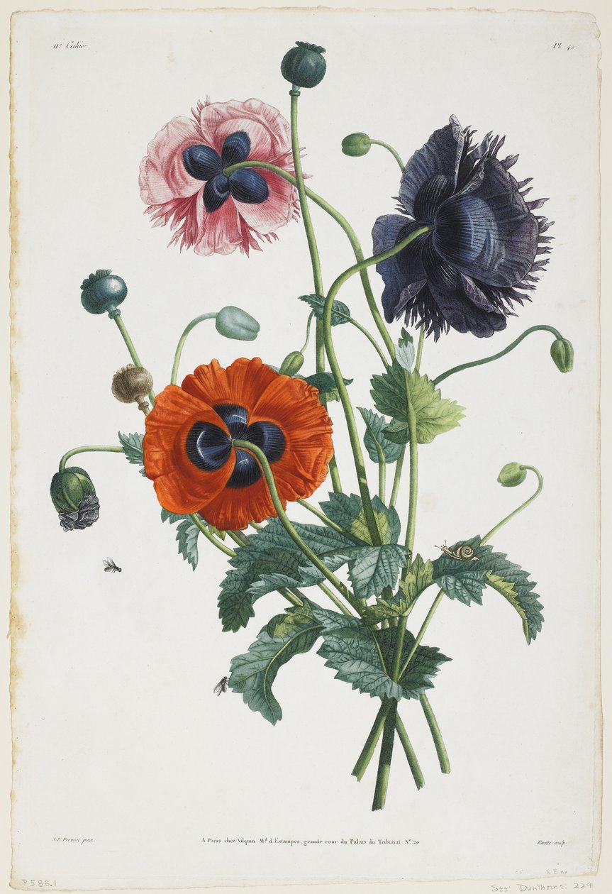 Studie o třech typech máků, 1805 (barevná tečkovaná rytina) od Jean Louis Prevost