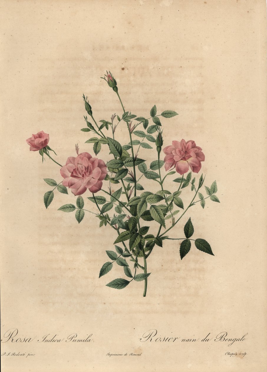 Růžová miniaturní čínská růže, Rosa chinensis. od Jean Baptiste Chapuy