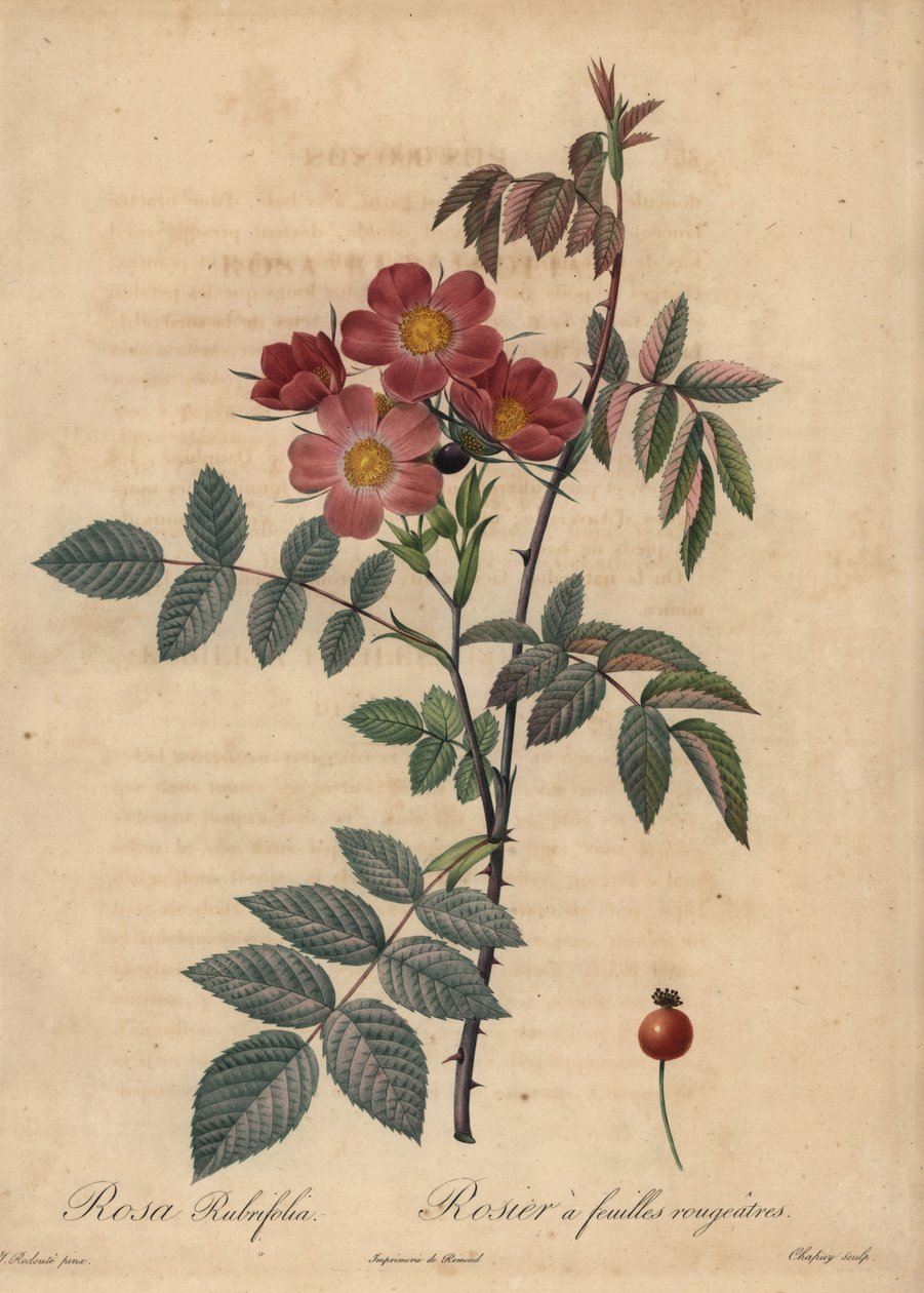 Růže Redleaf, Rosa glauca. od Jean Baptiste Chapuy