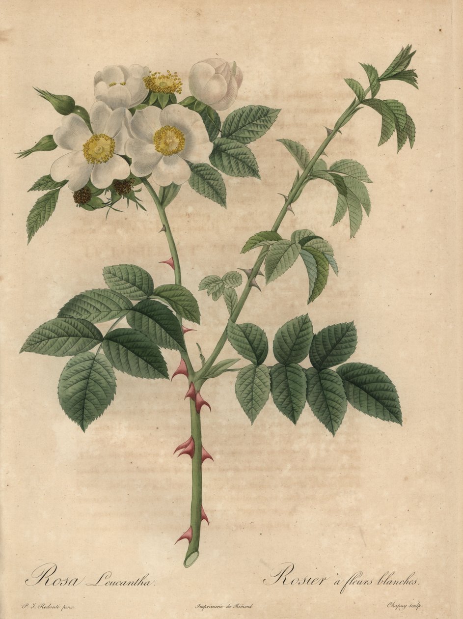 Bílá růže, Rosa leucantha. od Jean Baptiste Chapuy