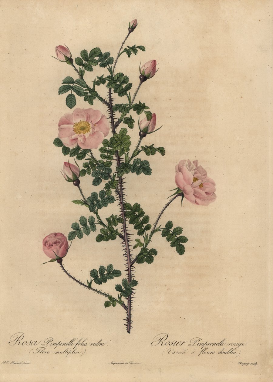 Růže růžová Burnet, Rosa pimpinellifolia. od Jean Baptiste Chapuy