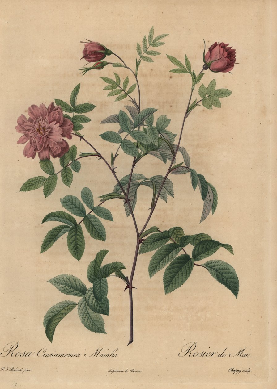 Růžová skořicová růže, Rosa majalis. od Jean Baptiste Chapuy