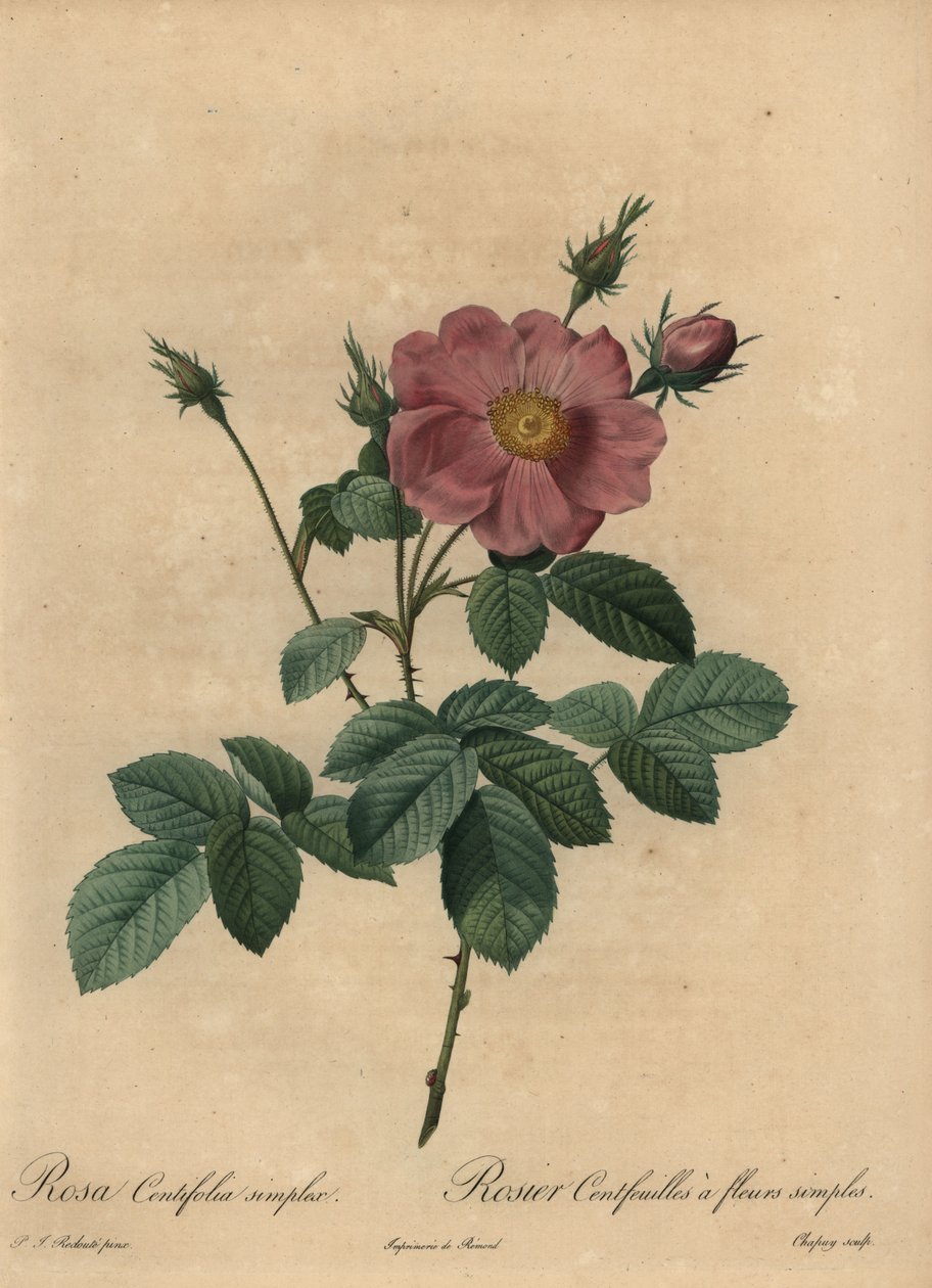 Růžová růže, Rosa centifolia simplex. od Jean Baptiste Chapuy