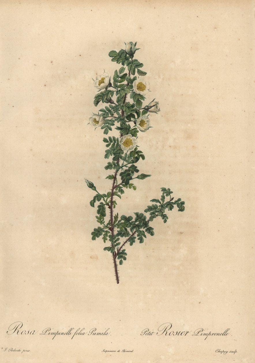 Bílá pálenka růže, Rosa pimpinellifolia Pumila. od Jean Baptiste Chapuy