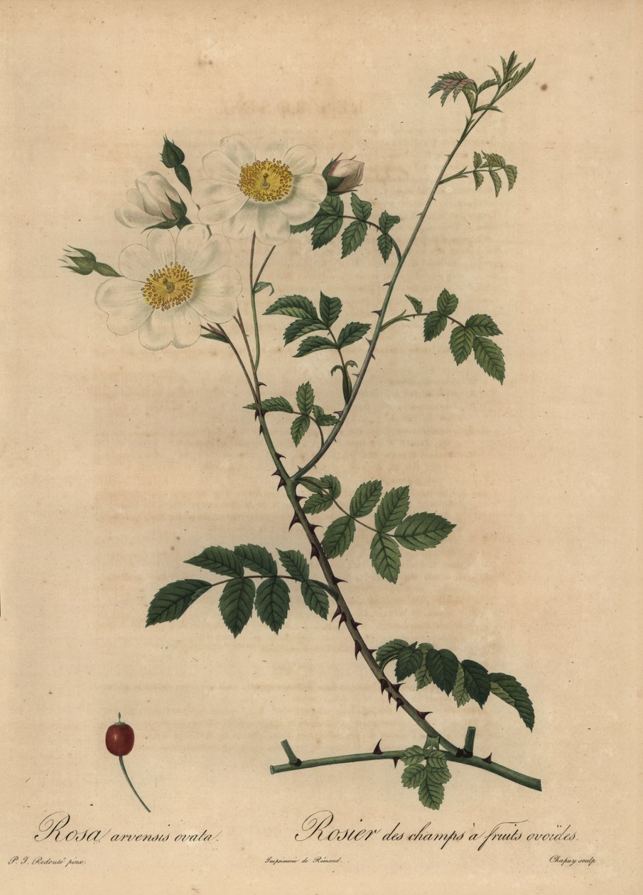 Bílá polní růže, Rosa arvensis. od Jean Baptiste Chapuy