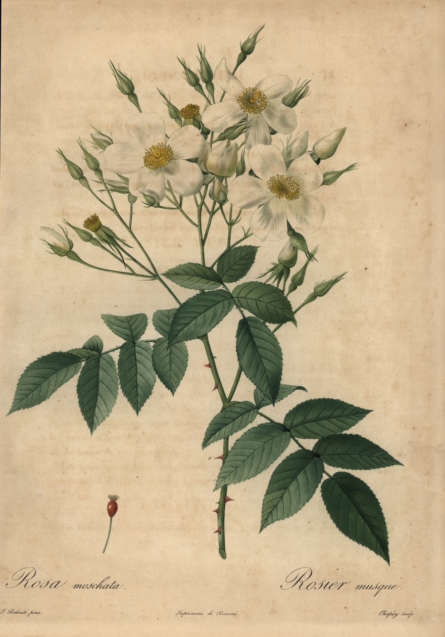 Bílá pižmová růže, Rosa moschata. od Jean Baptiste Chapuy