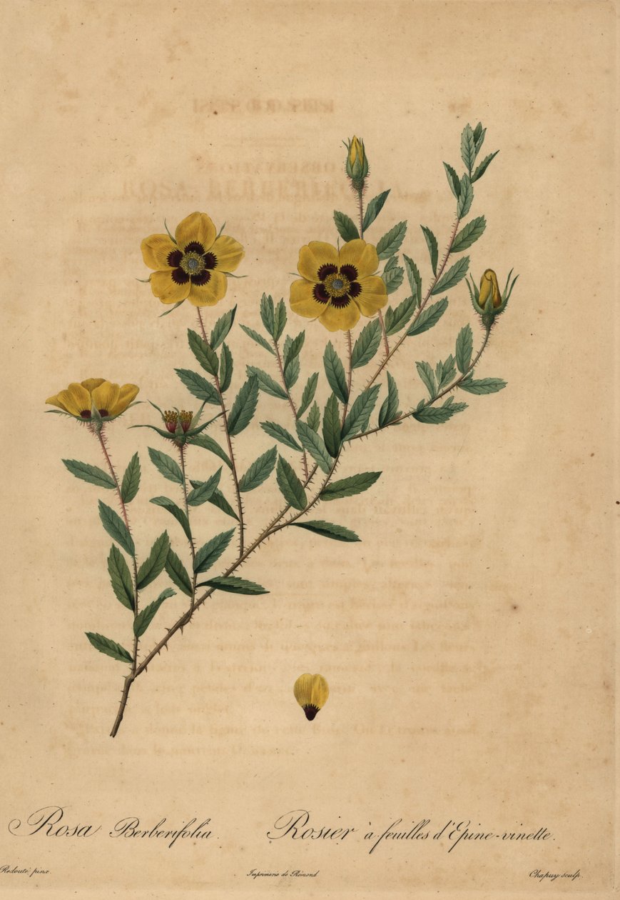 Žlutá růže, Rosa berberifolia. od Jean Baptiste Chapuy