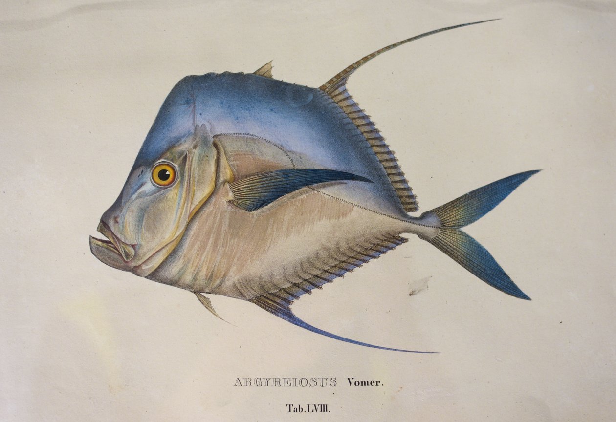 Argyreiosus vomer od Jean Baptiste Debret