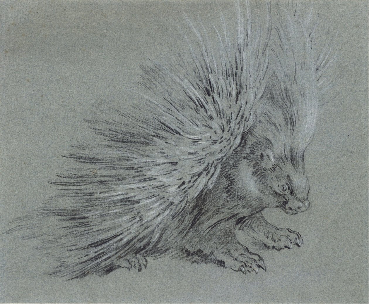 Dikobraz od Jean Baptiste Oudry