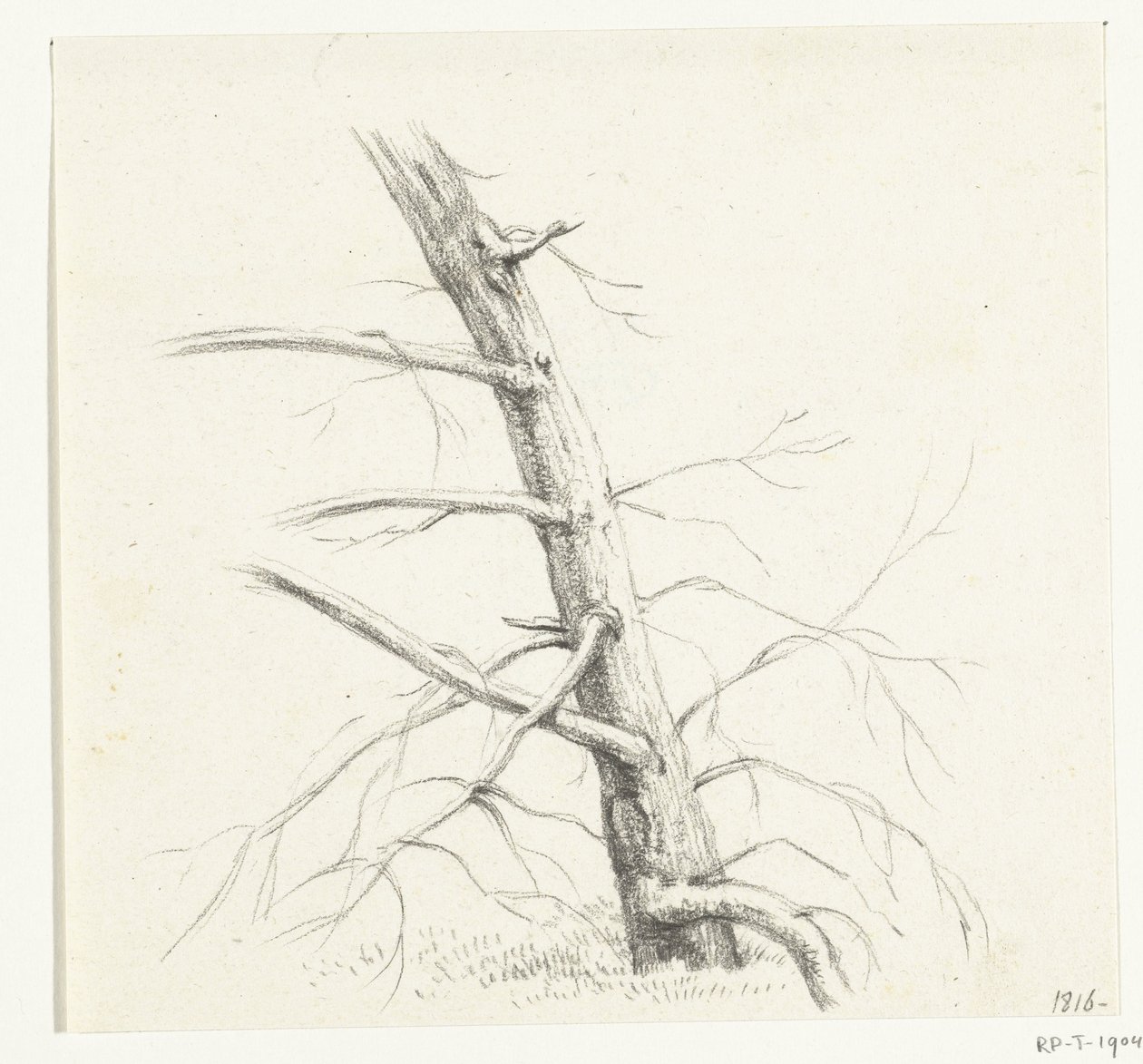 Studie stromu od Jean Bernard