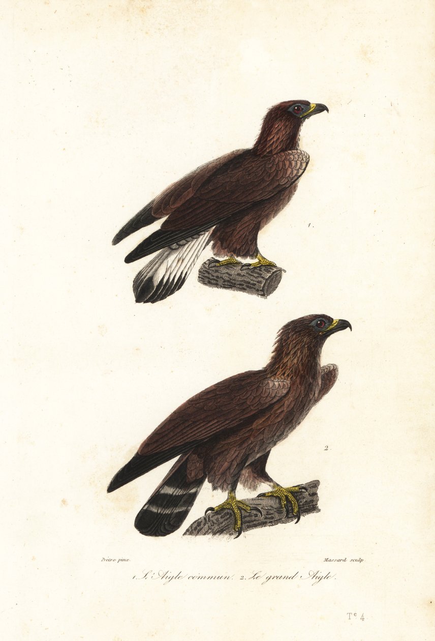 Orel skalní, Aquila chrysaetos. od Jean Gabriel (after) Pretre