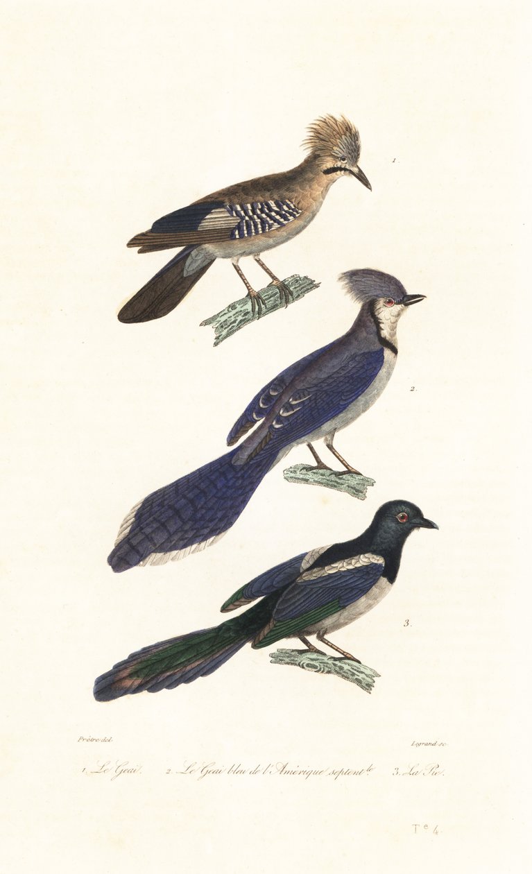 Jay, blue jay a straka. od Jean Gabriel (after) Pretre