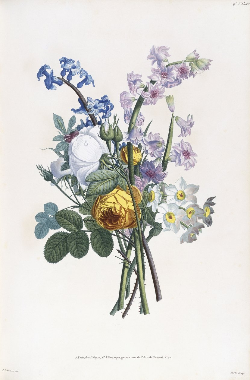 Narcisi, Rosa, Hyacynth, 1805 od Jean Louis Prevost