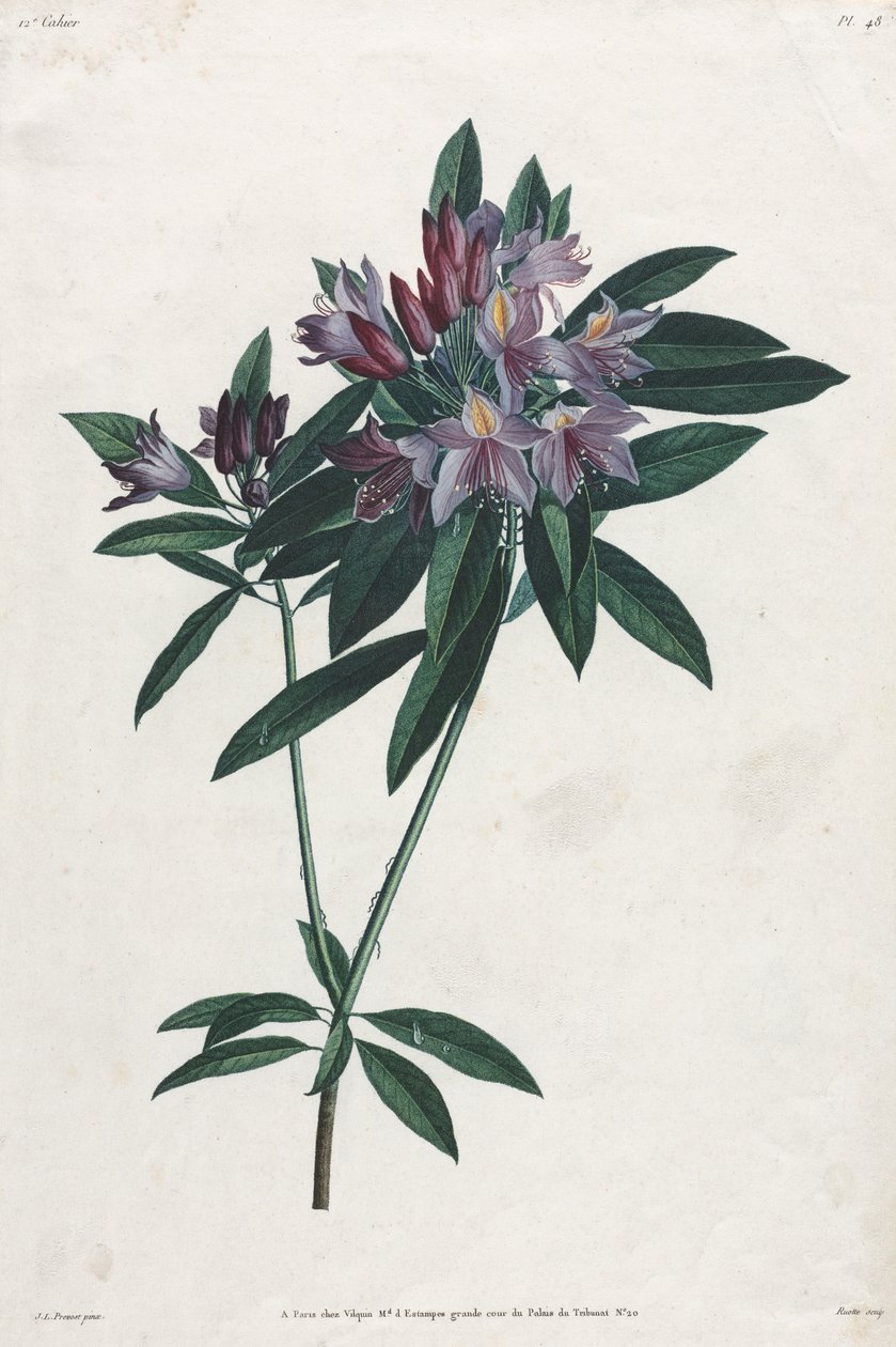 Pontský rododendron od Jean Louis Prevost