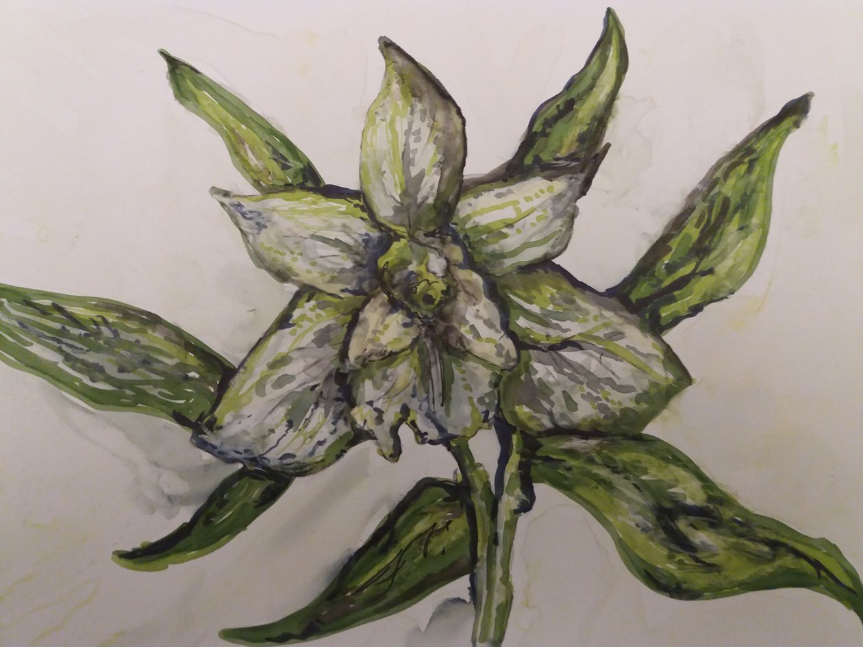Zelená orchidej od Jeannette Stein