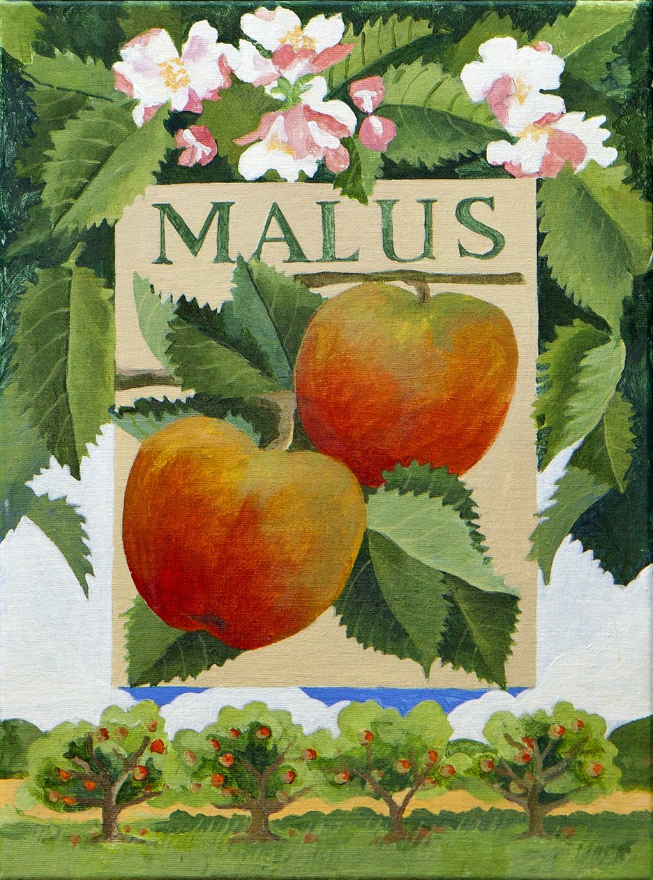 Malus (jablko), 2014 (akryl na plátně) od Jennifer Abbott