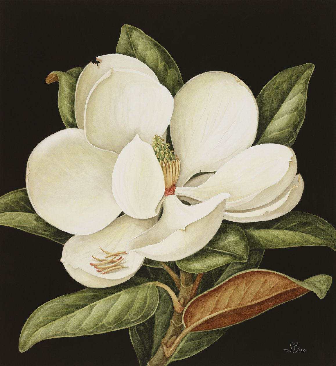 Magnolia Grandiflora, 2003 (wc na papíře) od Jenny Barron