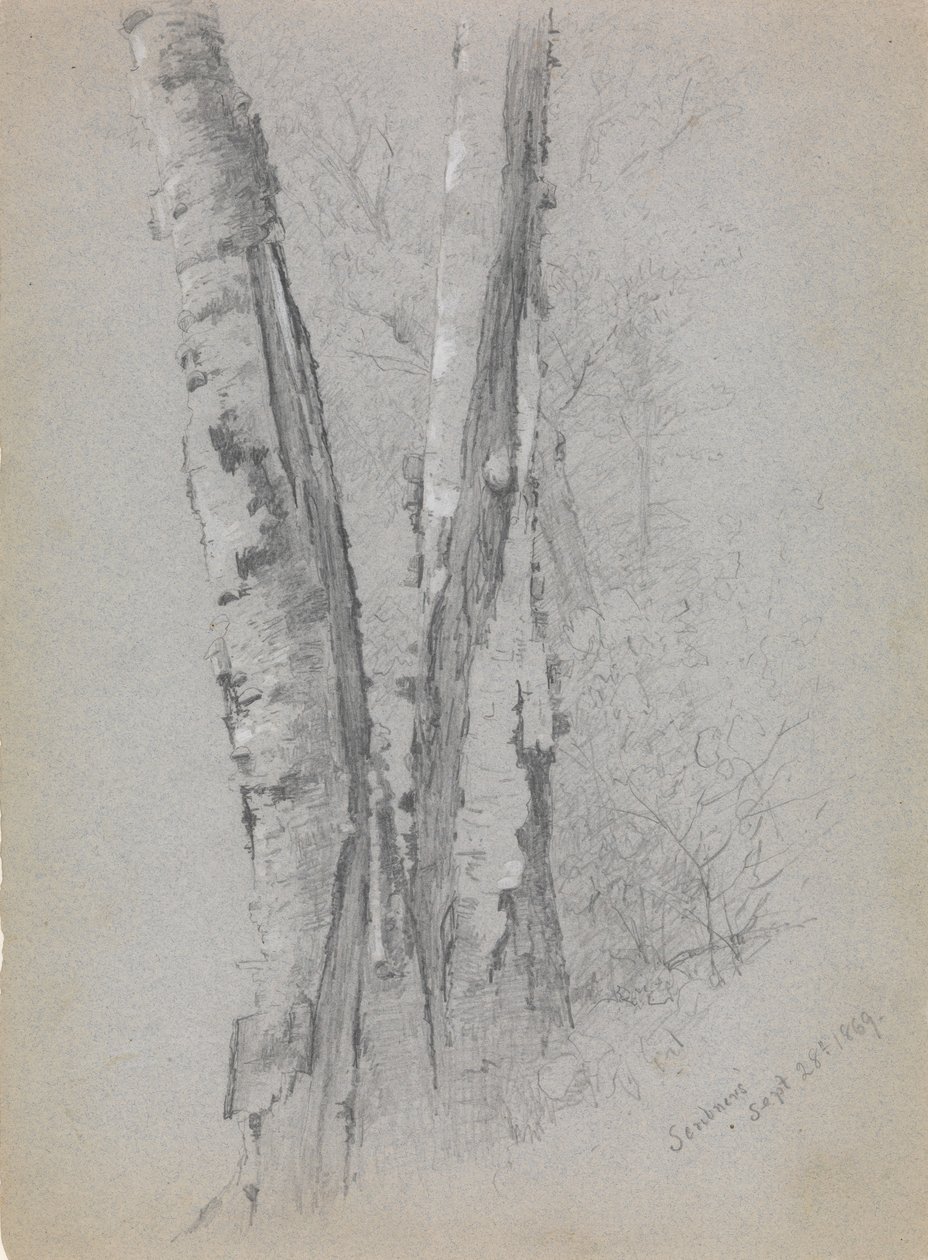 Studie Birch Trunks Scribners