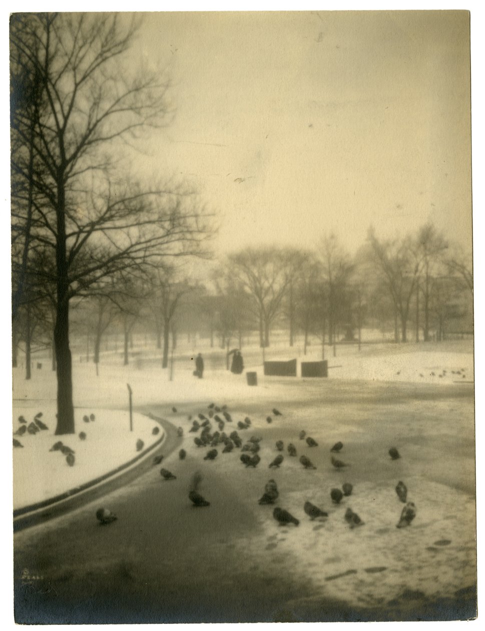 Společný s holuby, Boston, USA, kolem 1902-10 od Jessie Tarbox Beals