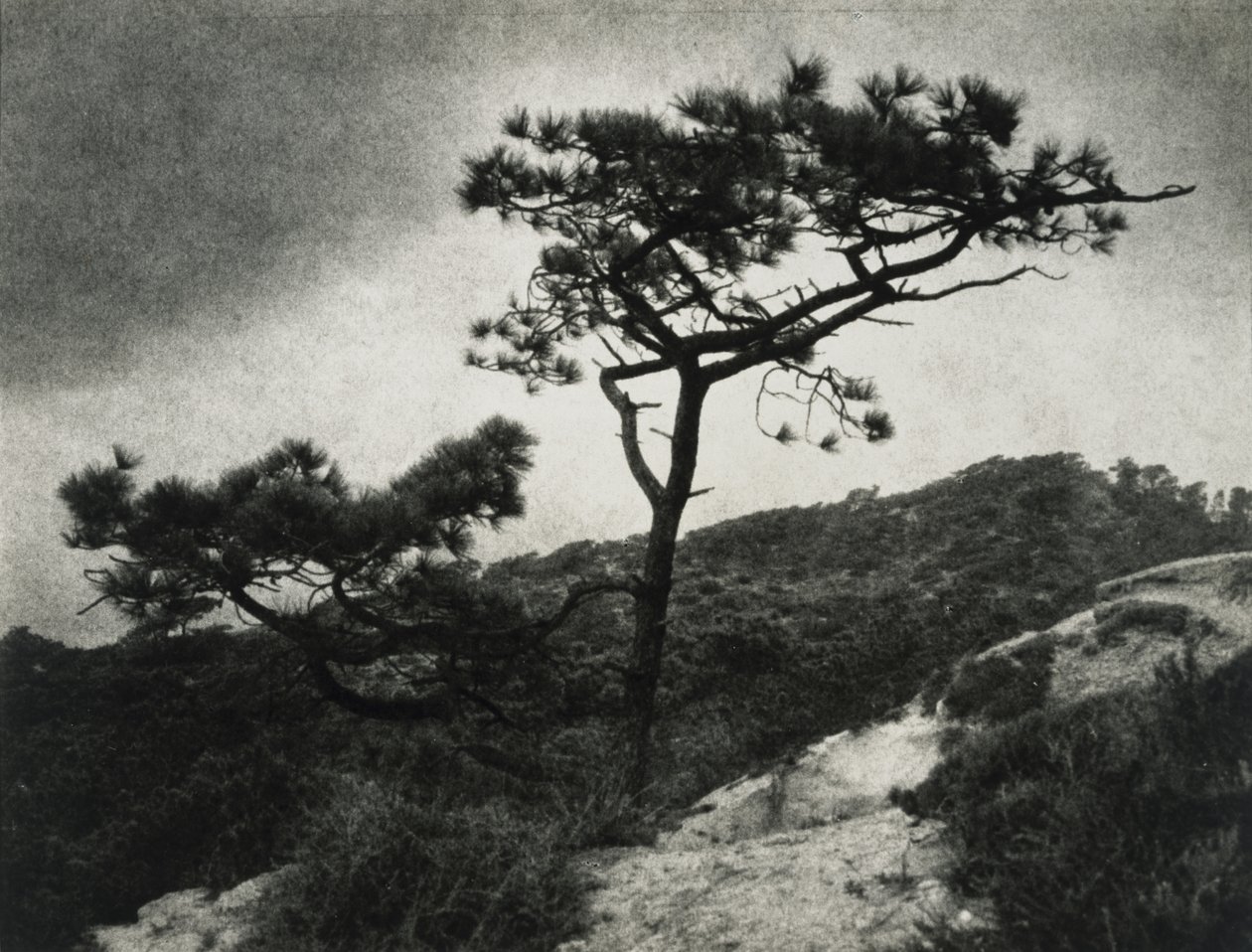 Slavný Torrey Pines od Jessie Tarbox Beals