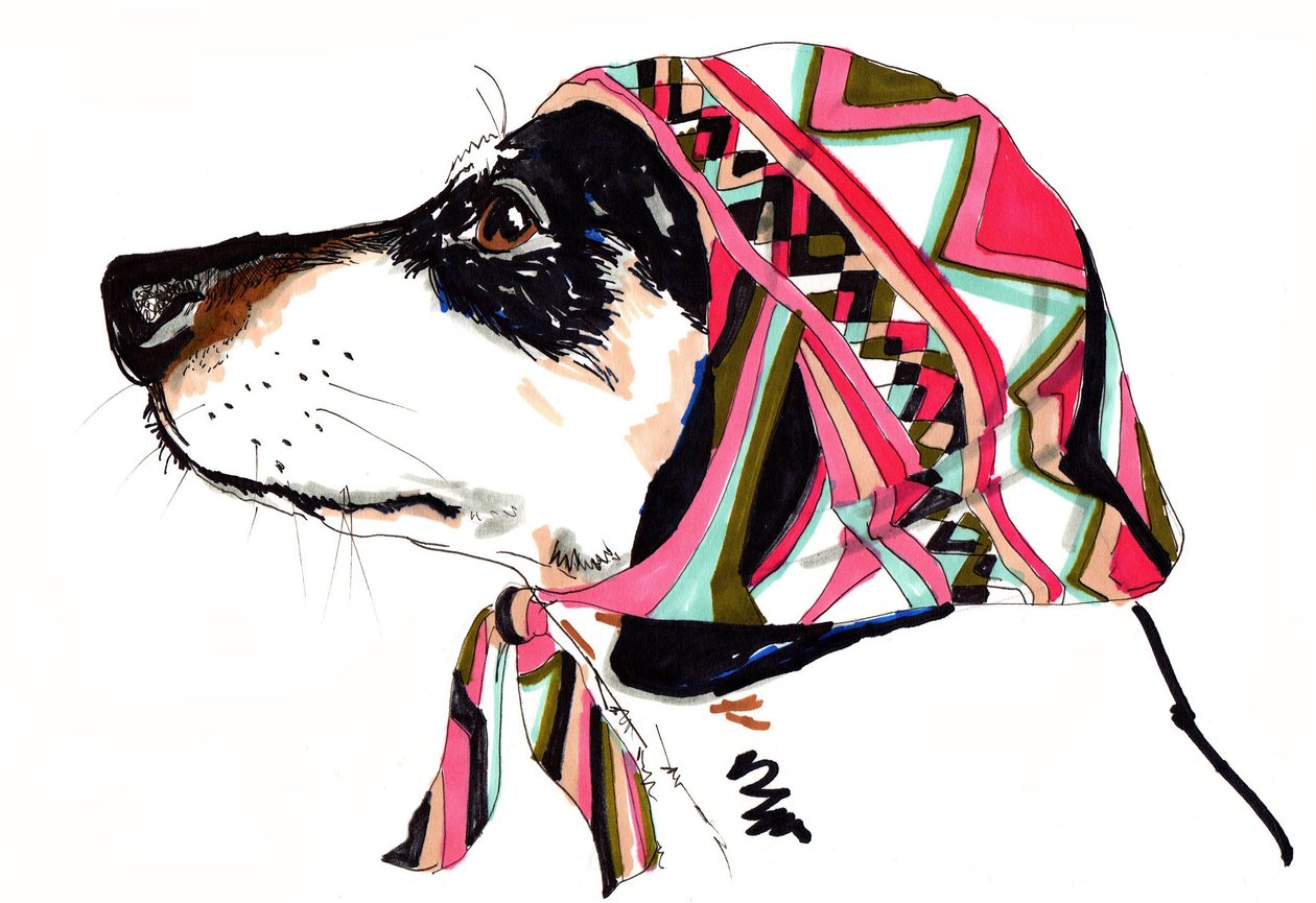 Pooch In Pucci, 2012 (pero a inkoust na papíře) od Jo Chambers