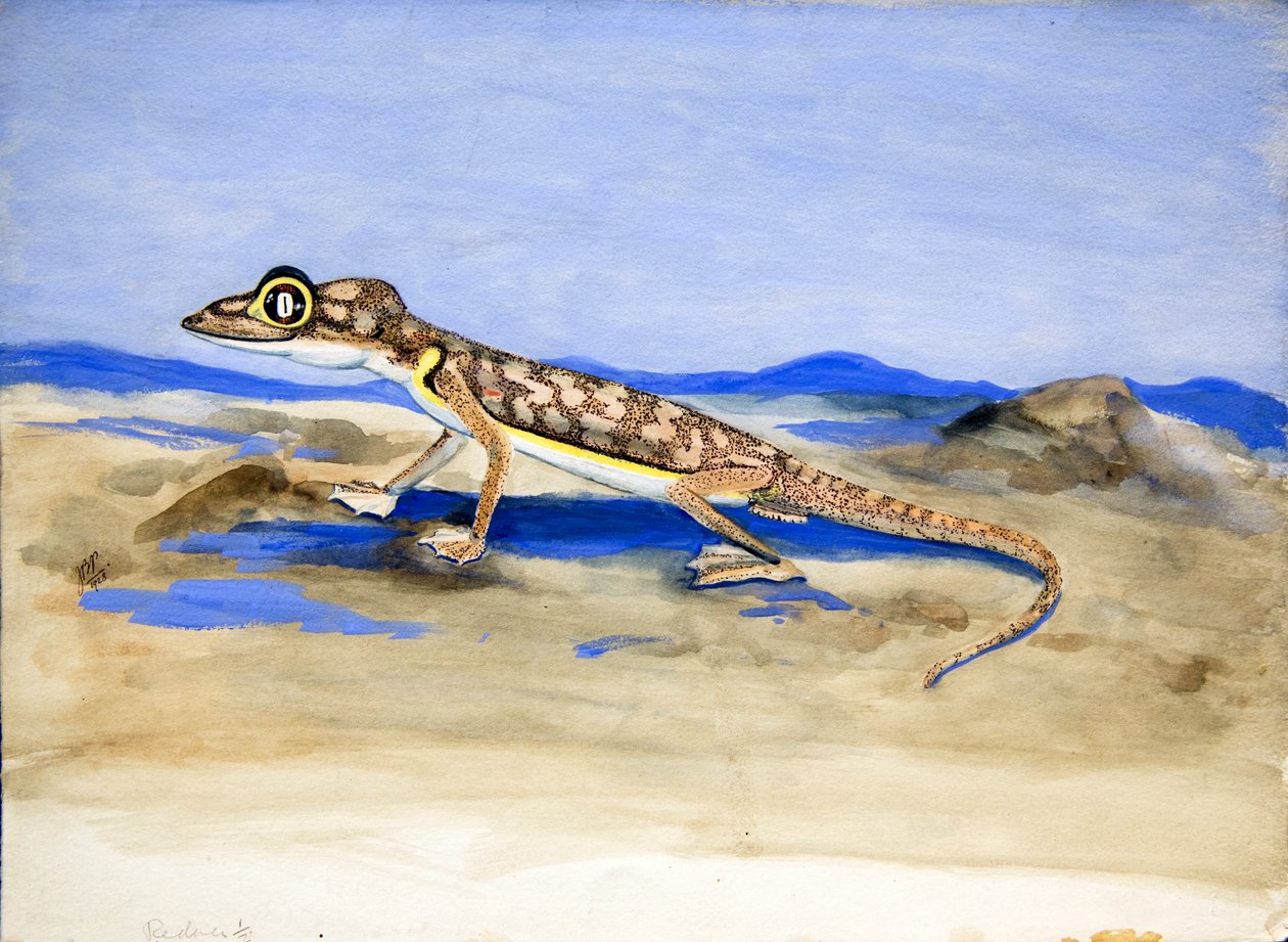 Palmatogecko rangei Anderson, 1928 (wc na papíře) od Joan Procter
