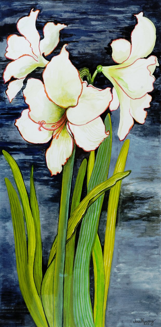 Amaryllis proti noční obloze od Joan Thewsey