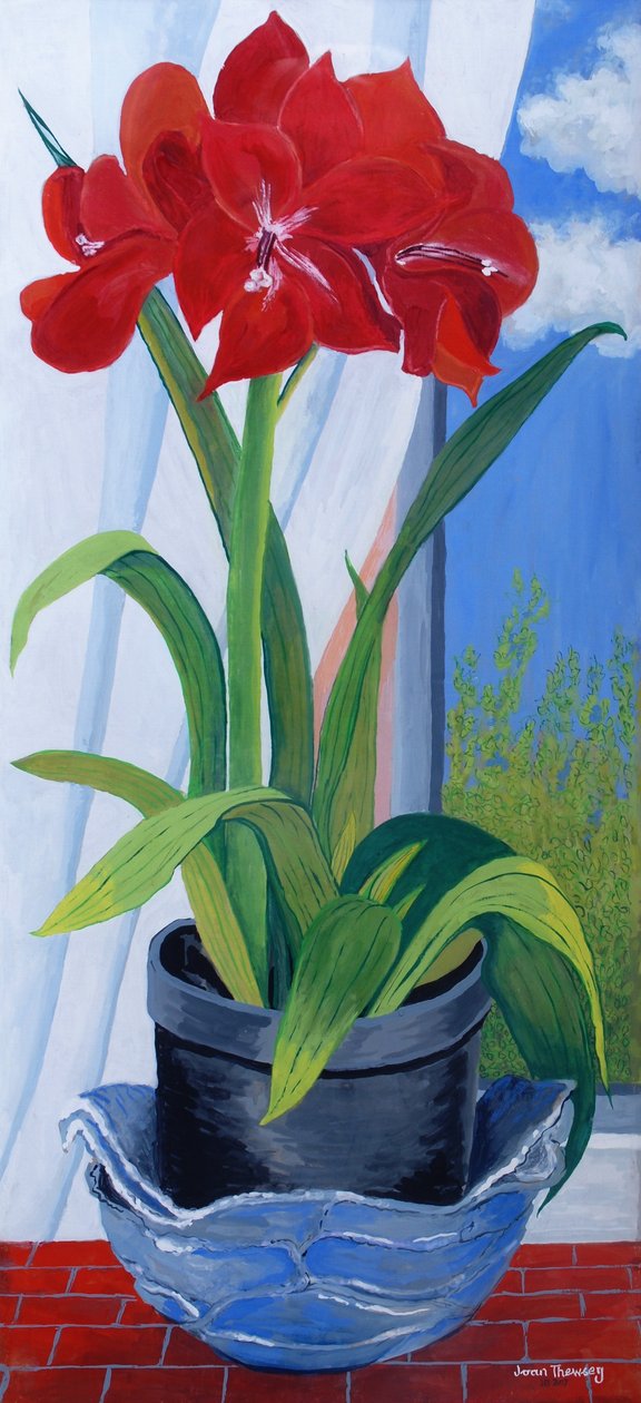 Amaryllis v modré misce 2011 od Joan Thewsey