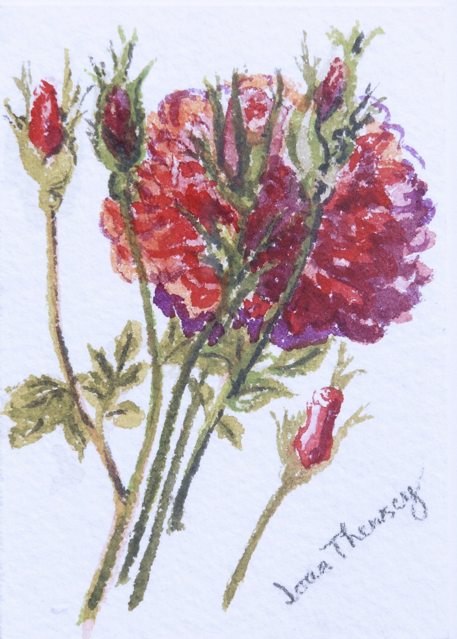 Little Red Roses, 2005, (wc na ručně vyráběné akvarelové tabuli) od Joan Thewsey