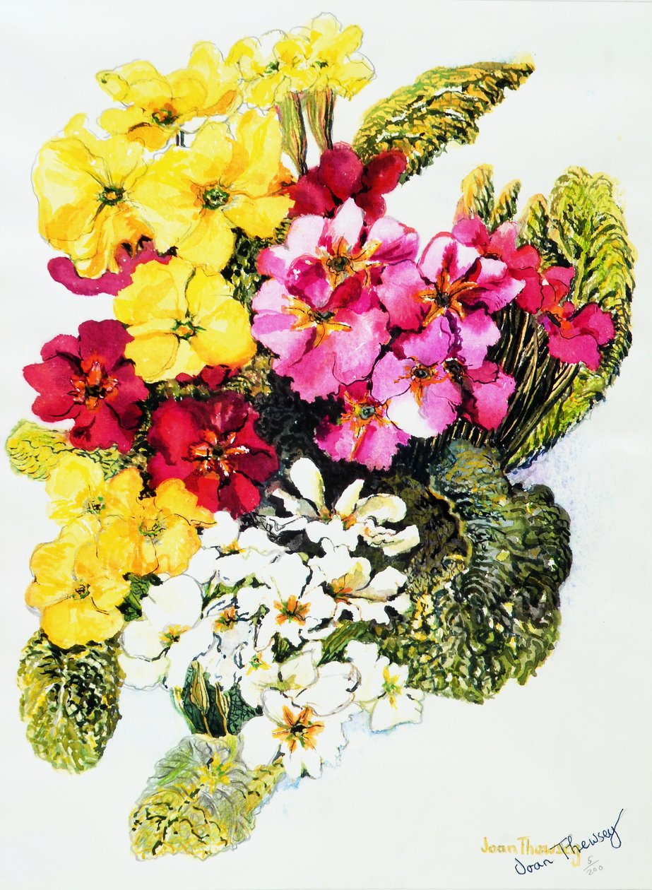 Primrosy, bílá, žlutá, růžová a červená, 2000, od Joan Thewsey