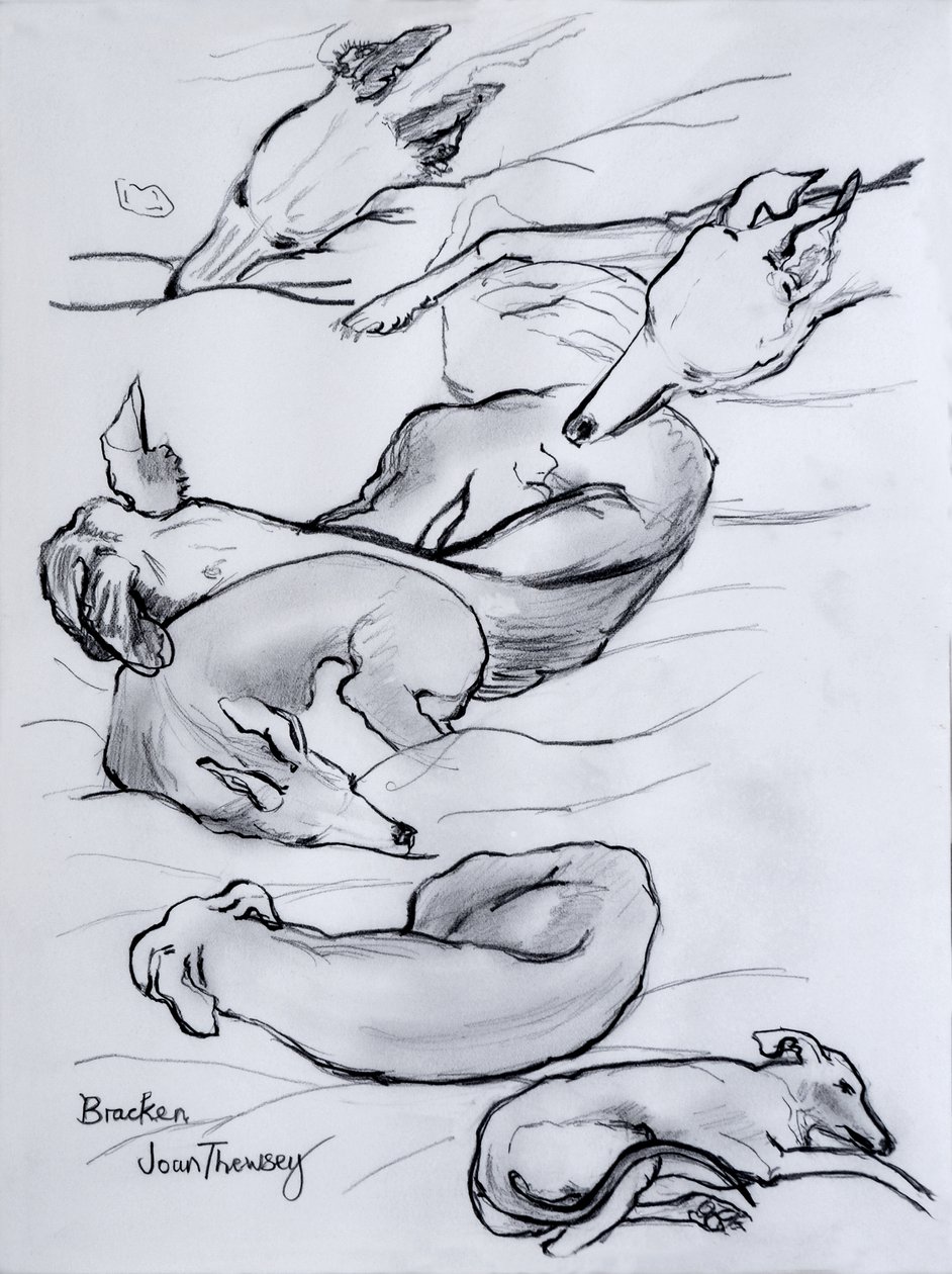 Bracken, the whippet, 2000, (tužka) od Joan Thewsey