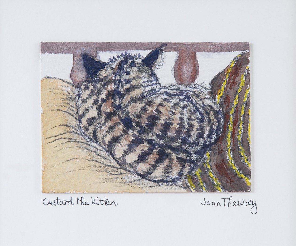 Koťátko Custard, 2005,(tužka a akvarel) od Joan Thewsey
